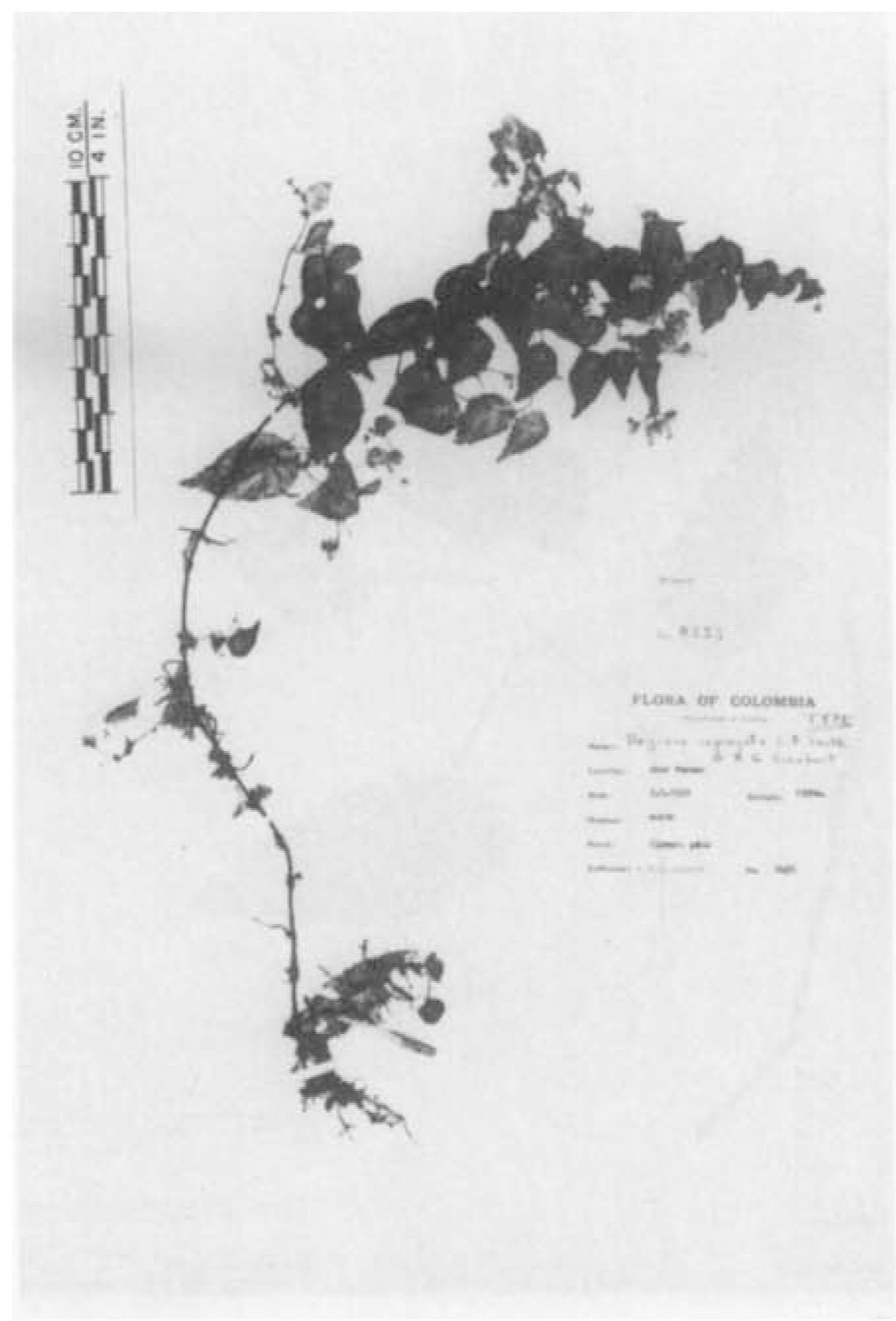 B. segregata